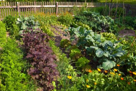 Organic Gardens